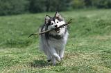 CHIEN FINNOIS DE LAPONIE 140